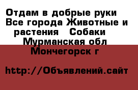 Отдам в добрые руки  - Все города Животные и растения » Собаки   . Мурманская обл.,Мончегорск г.